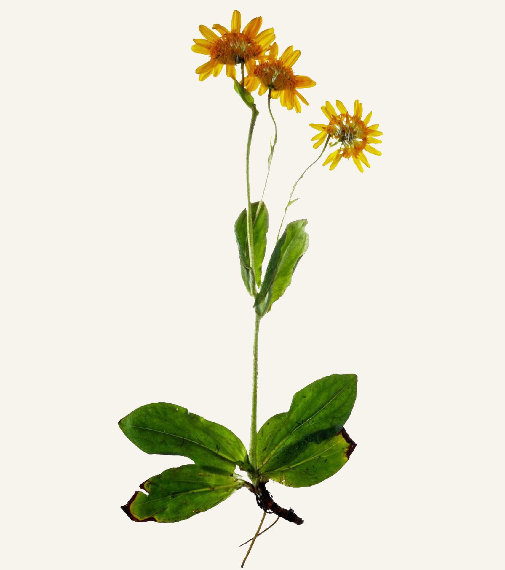 Arnica 2