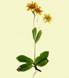 Arnica 3