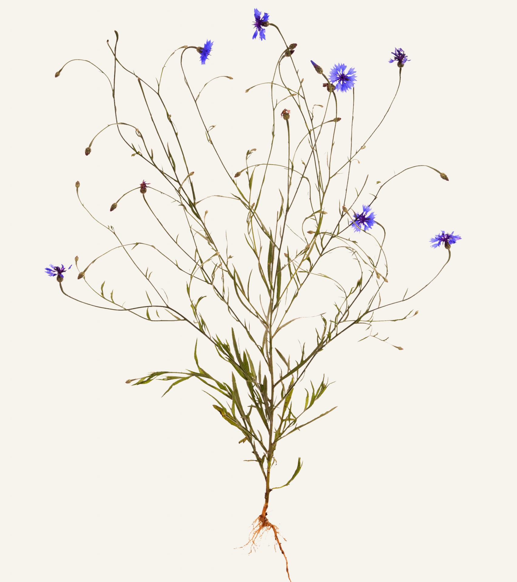 Herbier bleuet 2
